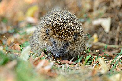 《勇者斗恶龙：达尔大冒险 无限斩》剧情仅到鬼岩城